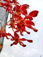 A red flower with water droplets on it photo