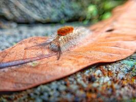 A small bug crawling on a leaf photo