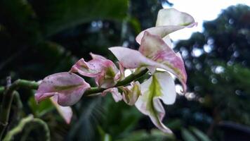 A pink and white flower with leaves in the background photo