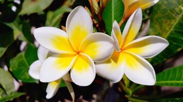 Two yellow and white flowers are blooming on a tree photo