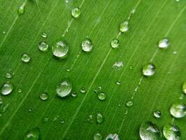 Water droplets on a green leaf photo