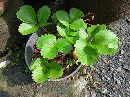 A plant in a pot photo