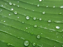 Water drops on a green leaf photo