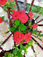 Red flowers on a plant with green leaves photo