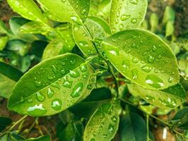 Leaves of lemon tree with water droplets photo