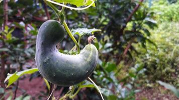 A cucumber hanging from a plant in the garden photo