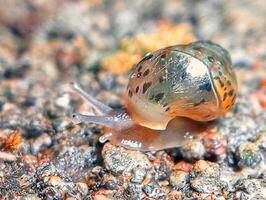 A snail crawling on the ground with some rocks photo