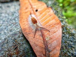 A small insect on a leaf photo