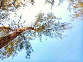 A view up at the top of a tree photo