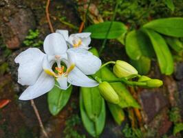 A white orchid with yellow center photo