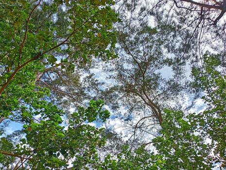 A view of the sky from the ground looking up at the trees photo