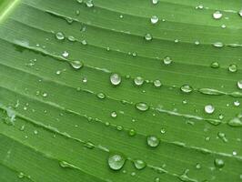Water drops on a green banana leaf photo