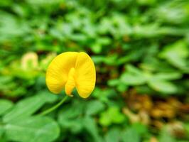 A yellow flower in the grass photo