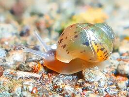 A snail crawling on the ground with its shell open photo