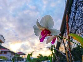 A flower is shown in front of a fence photo