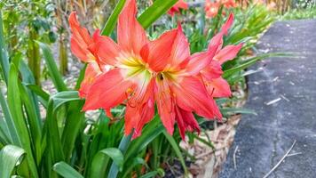 A red flower blooming in a garden photo