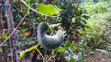 A cucumber growing on a vine photo