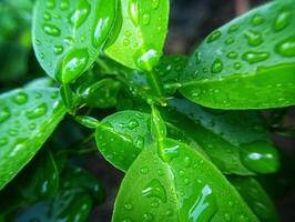 Green leaves with water droplets on them photo