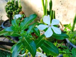 A white flower with green leaves in a pot photo