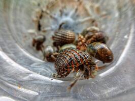 A group of small crabs in a plastic container photo