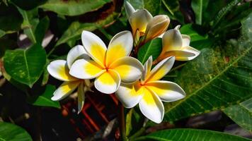 Two yellow and white flowers are growing on a plant photo