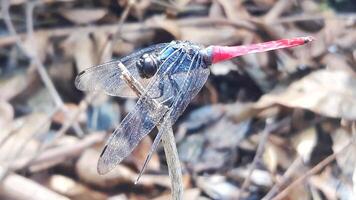 A dragonfly with red and blue wings sitting on a branch photo