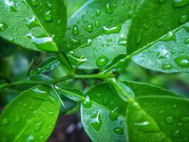 Raindrops on green leaves photo