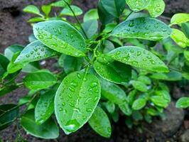 Leaves with water droplets on them photo
