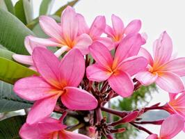 Pink flowers are blooming on a tree photo
