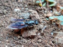 A fly with black and blue wings sitting on the ground photo