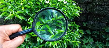 A person holding a magnifying glass over a bush photo