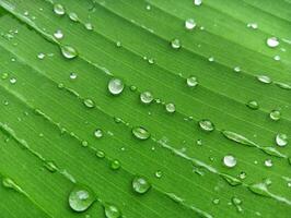 Water drops on a green leaf photo