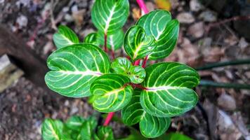 A plant with green and red leaves photo