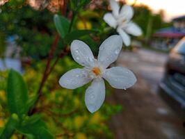 A white flower with rain drops on it photo