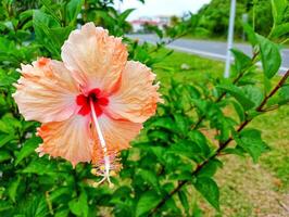 A large orange flower with a red center photo