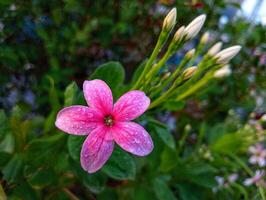 A pink flower with water droplets on it photo