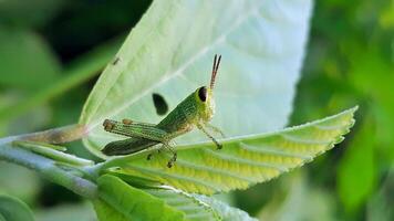 A grasshopper is sitting on a leaf photo