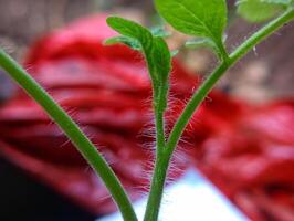 A close up of a plant with a leaf photo