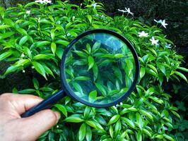 A person holding a magnifying glass over a bush photo