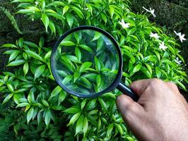A person holding a magnifying glass over a bush photo