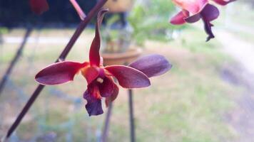 A red and black orchid with a flower photo