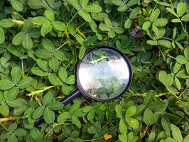 Magnifying glass in the grass photo