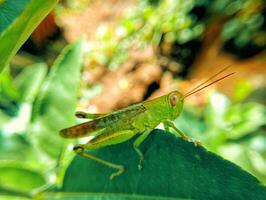 A grasshopper is sitting on a leaf photo