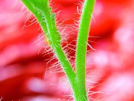 A close up of a plant with a red background photo