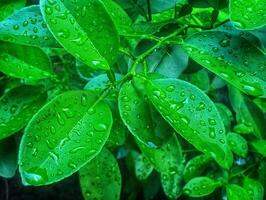 Green leaves with water droplets on them photo