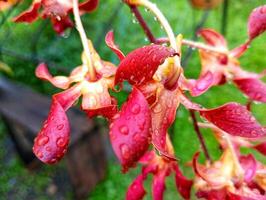 A red flower with water droplets on it photo