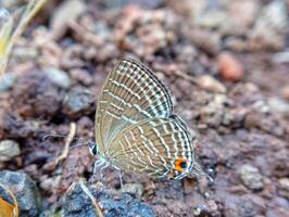A small butterfly is sitting on the ground photo