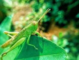 A grasshopper is sitting on a leaf photo