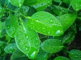 A close up of green leaves with water droplets photo