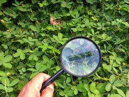 A person holding a magnifying glass over a clover plant photo